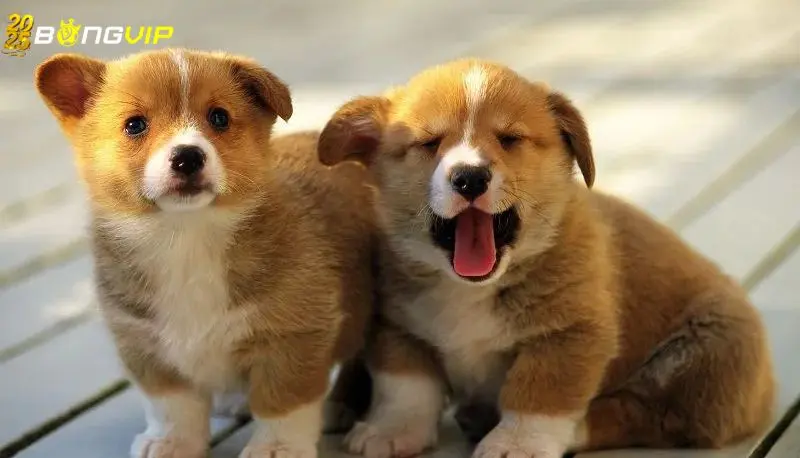 Khám Phá Về Nằm Mơ Thấy Chó Cắn Vào Chân Đánh Số Gì Nằm mơ thấy chó cắn vào chân đánh số gì để chuẩn xác