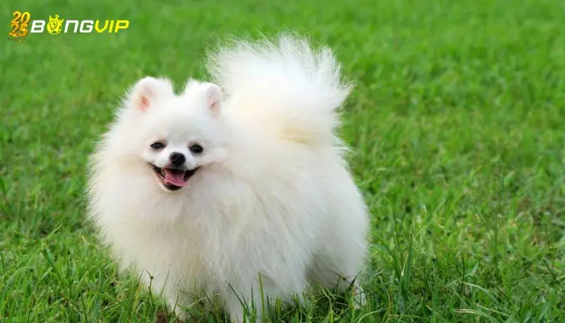 Khám Phá Về Nằm Mơ Thấy Chó Cắn Vào Chân Đánh Số Gì Ý nghĩa nằm mơ thấy chó cắn vào chân đánh số gì