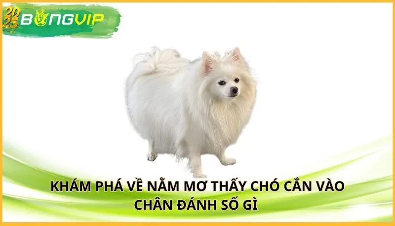 nằm mơ thấy chó cắn vào chân đánh số gì
