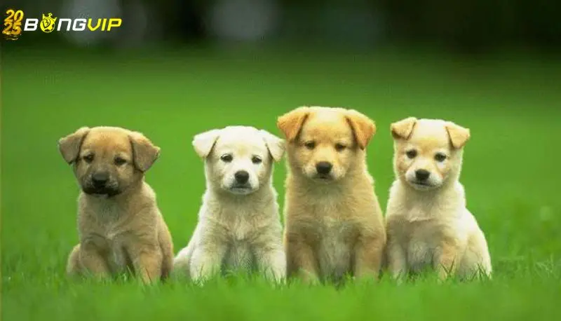 Nằm Mơ Thấy Chó Cắn Vào Tay Đánh Số Gì - Cao Thủ Bật Mí Mơ thấy chó cắn vào tay nhưng bạn không bị thương – Con số may mắn 11