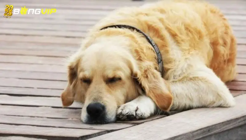 Nằm Mơ Thấy Chó Cắn Vào Tay Đánh Số Gì - Cao Thủ Bật Mí Ý nghĩa nằm mơ thấy chó cắn vào tay đánh số gì