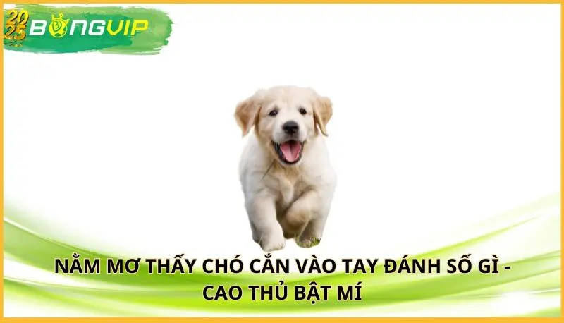 nằm mơ thấy chó cắn vào tay đánh số gì