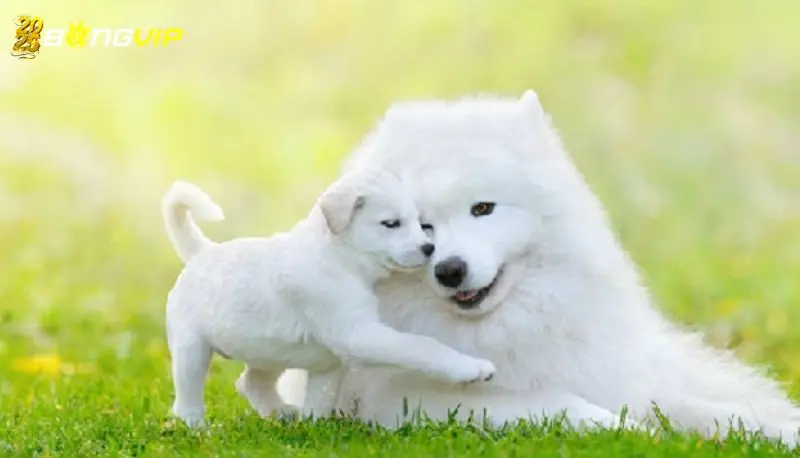 Nằm Mơ Thấy Chó Đánh Số May - Lời Khuyên Từ Cao Thủ Mơ thấy chó con – Tín hiệu của niềm vui và khởi đầu mới