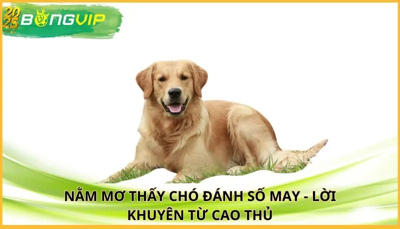 nằm mơ thấy chó đánh số may